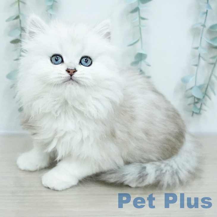 埼玉県のペルシャ (ペットプラス 浦和美園店/2026年1月9日生まれ/女の子/チンチラシルバー)の子猫の2枚目の画像