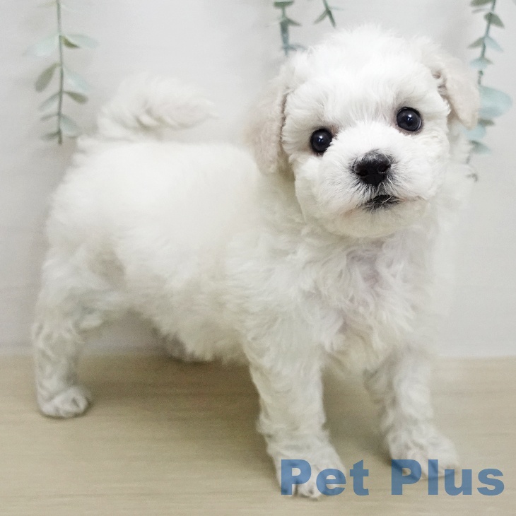 ビション・フリーゼ