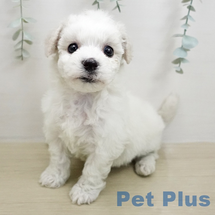 ビション・フリーゼの写真2