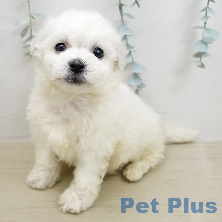 ビション・フリーゼ