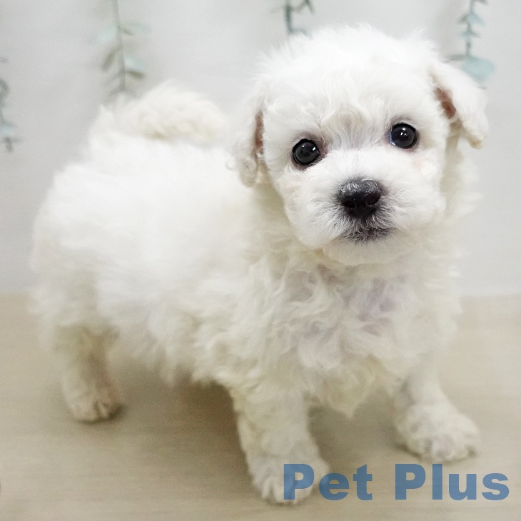 ビション・フリーゼ