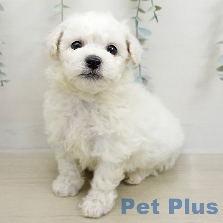 ビション・フリーゼ