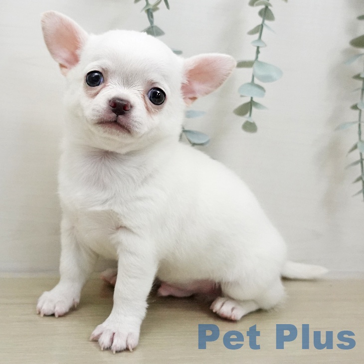 埼玉県のチワワ(ロング) (ペッツワン 吉川美南店/2026年1月12日生まれ/男の子/クリーム)の子犬の1枚目の画像