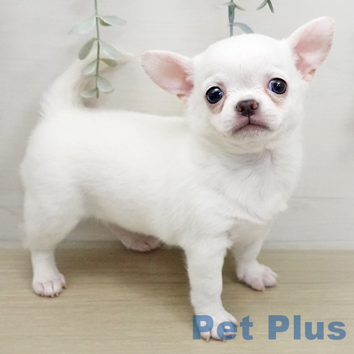 埼玉県のチワワ(ロング) (ペッツワン 吉川美南店/2026年1月12日生まれ/男の子/クリーム)の子犬の2枚目の画像