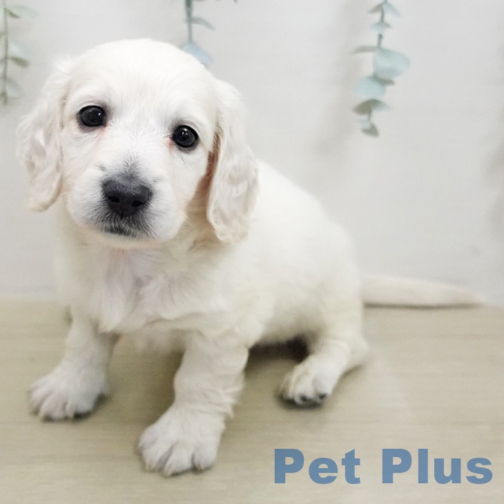 神奈川県のミニチュアダックスフンド(ロング) (ペットプラス モザイクモール港北店/2026年1月11日生まれ/男の子/イエロー)の子犬の1枚目の画像