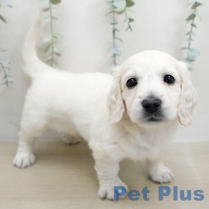 神奈川県のミニチュアダックスフンド(ロング) (ペットプラス モザイクモール港北店/2026年1月11日生まれ/男の子/イエロー)の子犬の2枚目の画像