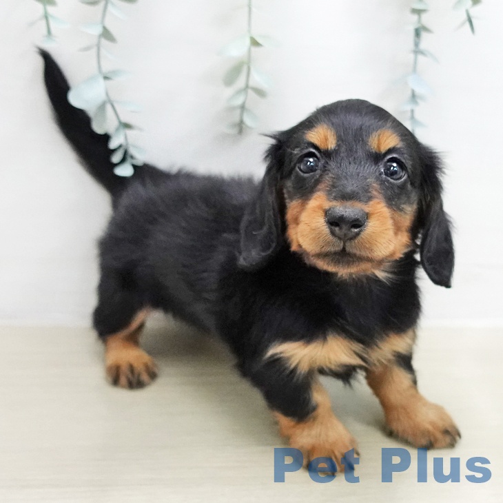 ミニチュア・ダックスフンド