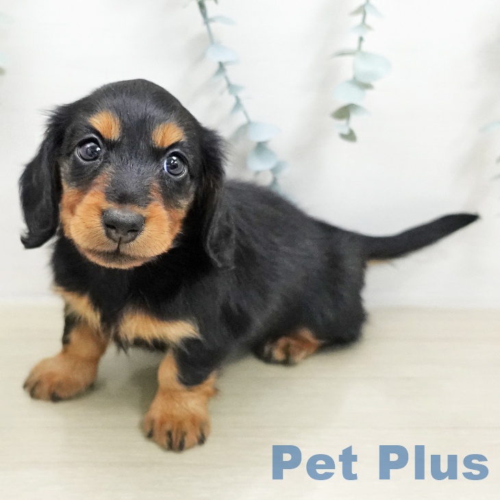 ミニチュア・ダックスフンド