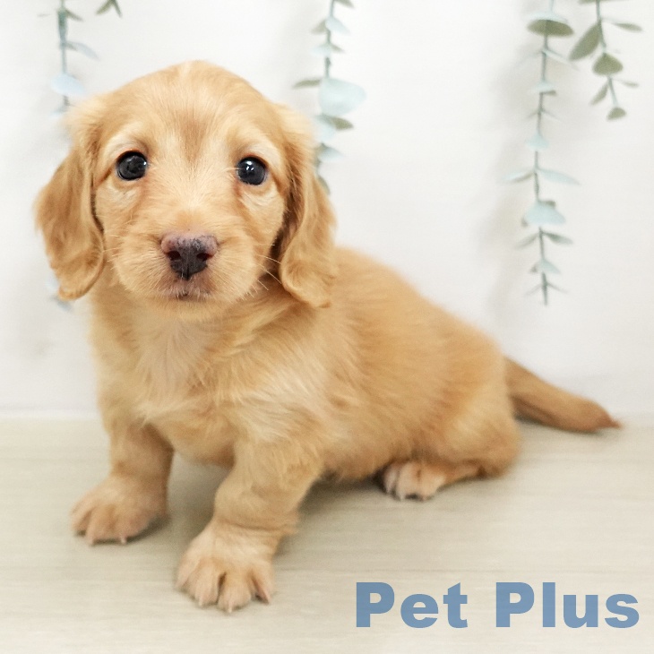 ミニチュア・ダックスフンド