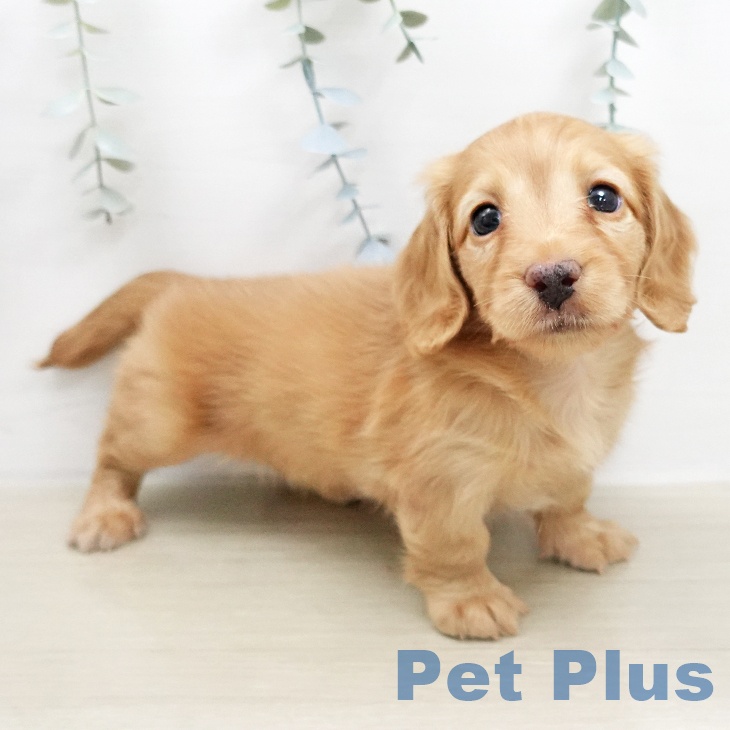 ミニチュア・ダックスフンドの写真2