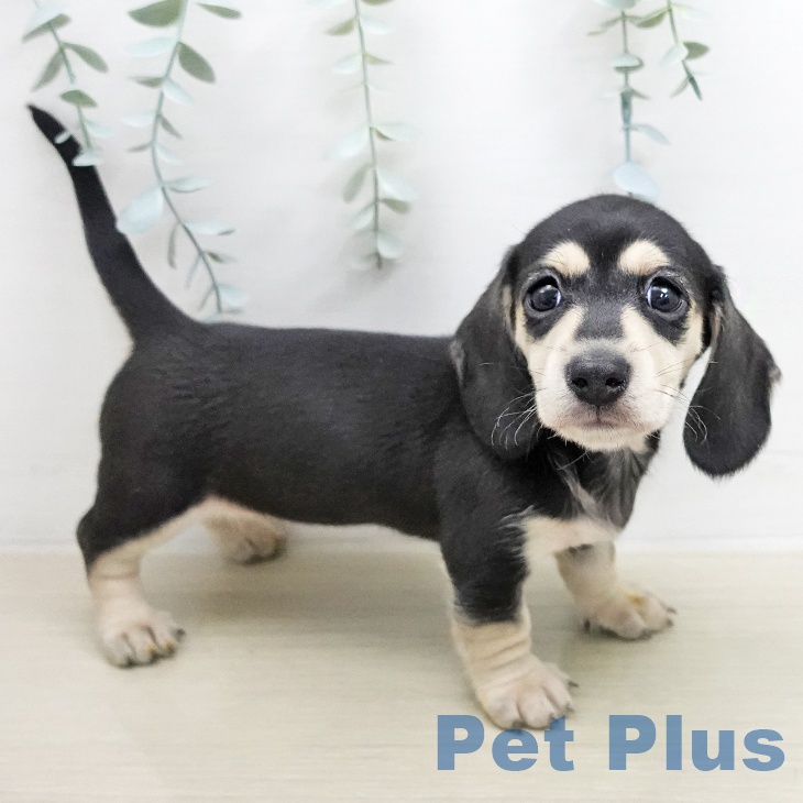 神奈川県のミニチュアダックスフンド(ロング) (ペットプラス モザイクモール港北店/2026年1月9日生まれ/女の子/ブラックイエロー)の子犬の1枚目の画像