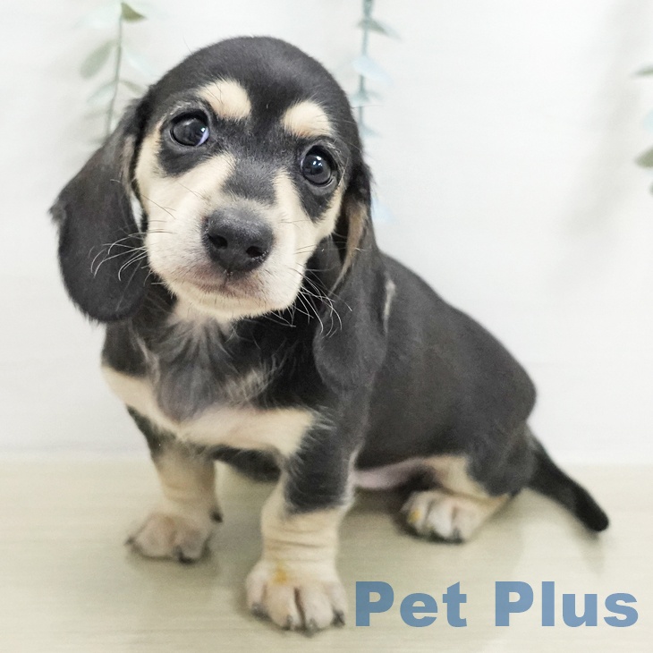 神奈川県のミニチュアダックスフンド(ロング) (ペットプラス モザイクモール港北店/2026年1月9日生まれ/女の子/ブラックイエロー)の子犬の2枚目の画像