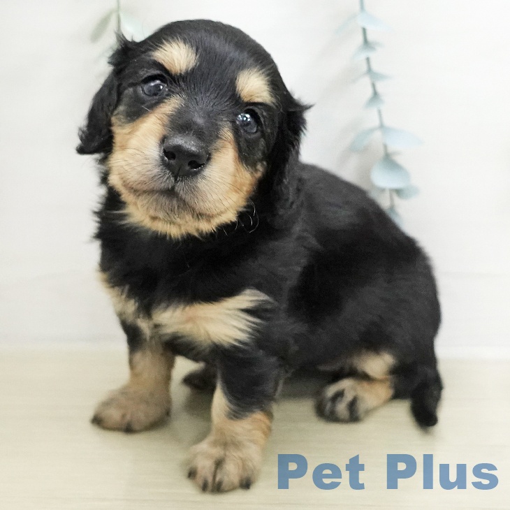 ミニチュア・ダックスフンド