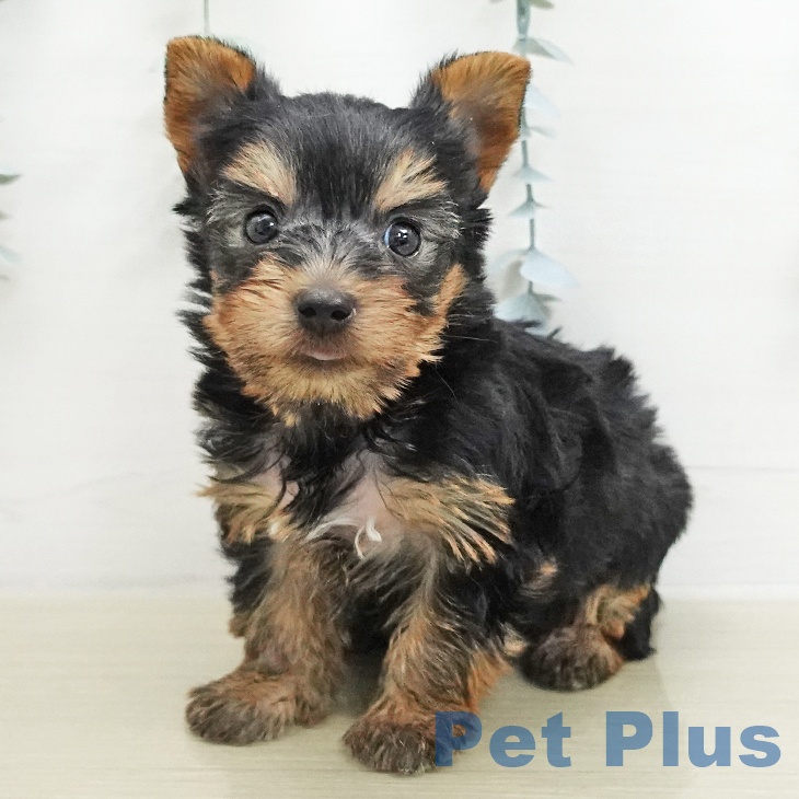 ヨークシャー・テリア