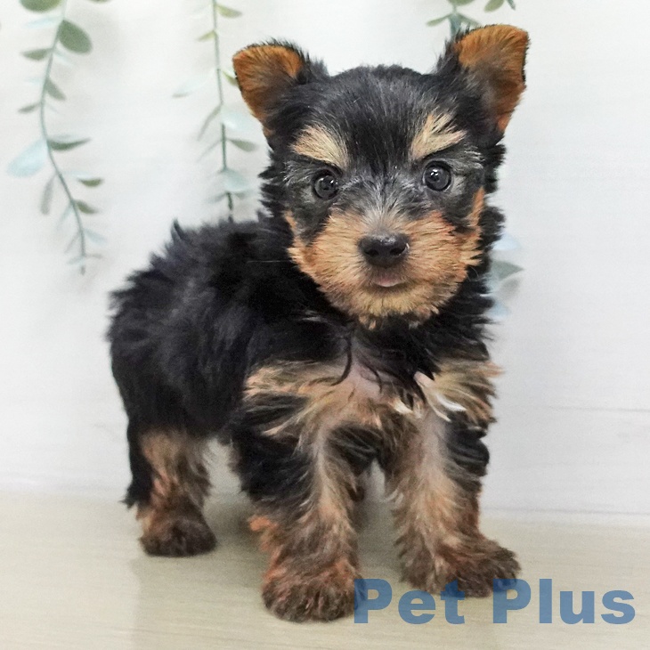 ヨークシャー・テリアの写真2