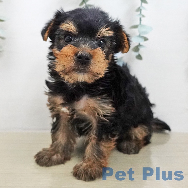千葉県のヨークシャーテリア (ペットプラス ユーカリが丘店/2026年1月10日生まれ/男の子/スチールブルータン)の子犬の1枚目の画像