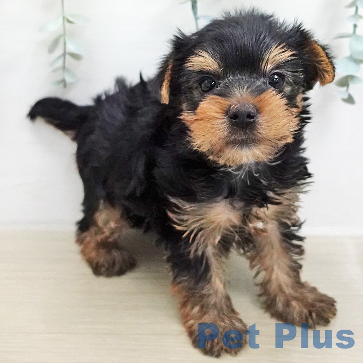 千葉県のヨークシャーテリア (ペットプラス ユーカリが丘店/2026年1月10日生まれ/男の子/スチールブルータン)の子犬の2枚目の画像