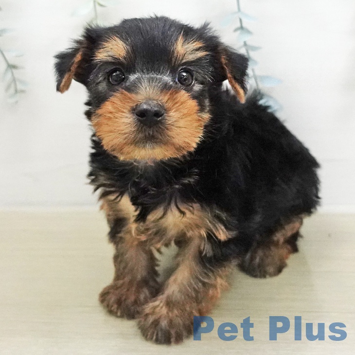 ヨークシャー・テリア