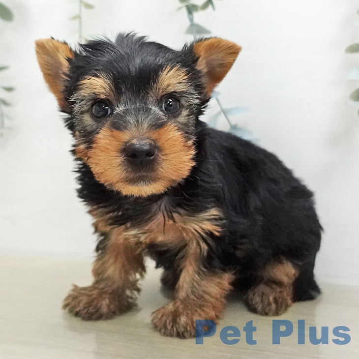 埼玉県のヨークシャーテリア (ペットプラス 浦和美園店/2026年1月10日生まれ/男の子/スチールブルータン)の子犬