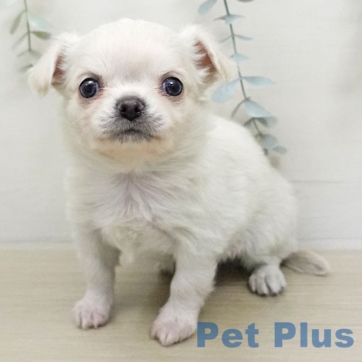 埼玉県のチワワ(ロング) (ペットプラス 浦和美園店/2026年1月11日生まれ/男の子/クリーム)の子犬