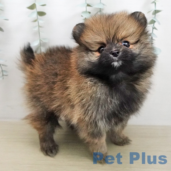 ポメラニアンの写真2