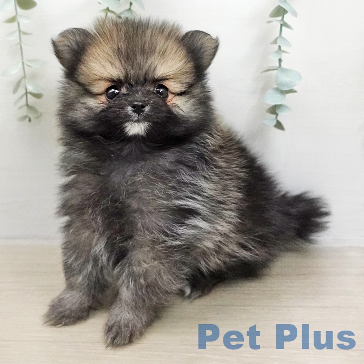 神奈川県のポメラニアン (ペットプラス テラスモール湘南店/2026年1月13日生まれ/男の子/ウルフセーブル)の子犬の2枚目の画像
