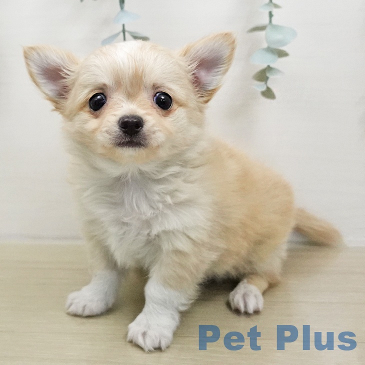 埼玉県のチワワ(ロング) (ペッツワン 浦和美園店/2026年1月12日生まれ/男の子/クリームホワイト)の子犬の1枚目の画像