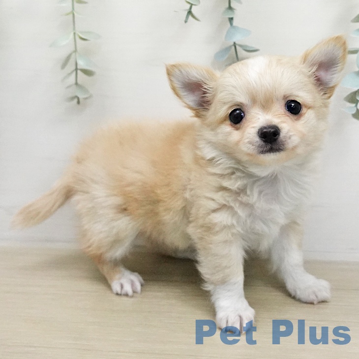 埼玉県のチワワ(ロング) (ペッツワン 浦和美園店/2026年1月12日生まれ/男の子/クリームホワイト)の子犬の2枚目の画像