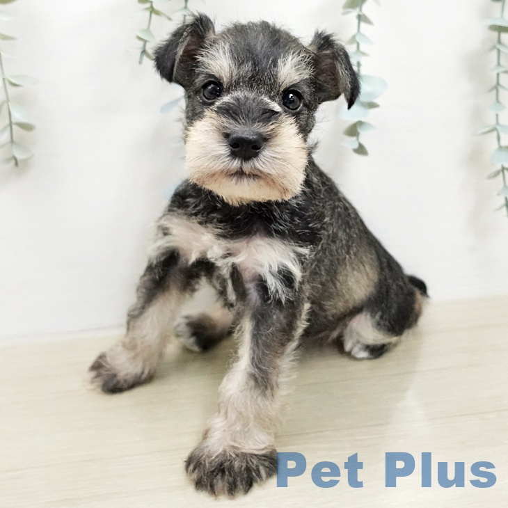 ミニチュア・シュナウザー