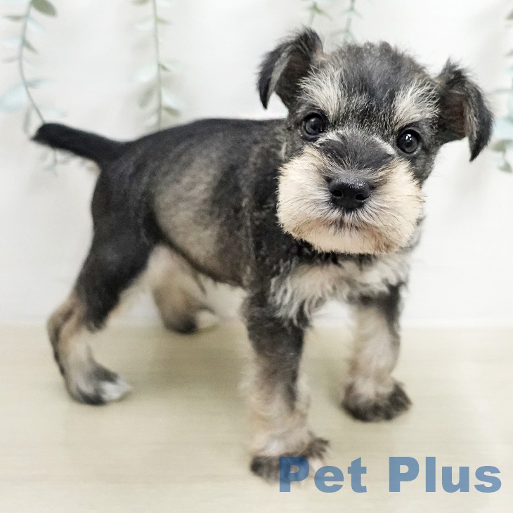 神奈川県のミニチュアシュナウザー (ペットプラス 武蔵小杉店/2026年1月13日生まれ/男の子/ソルトペッパー)の子犬の2枚目の画像