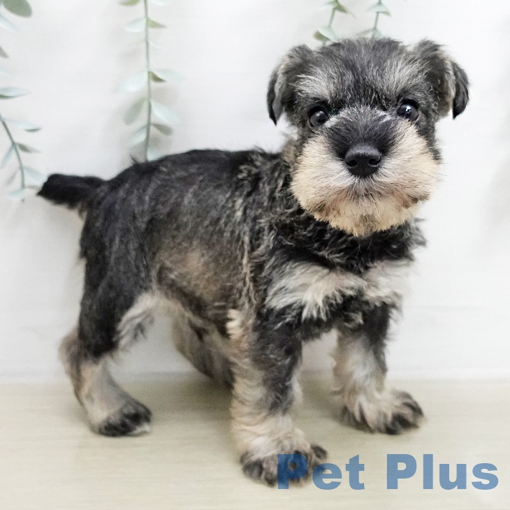 ミニチュア・シュナウザー