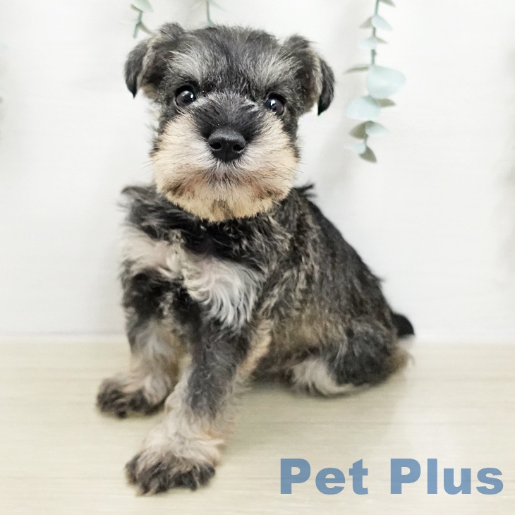 ミニチュア・シュナウザーの写真2