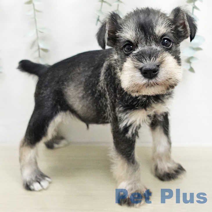 ミニチュア・シュナウザー