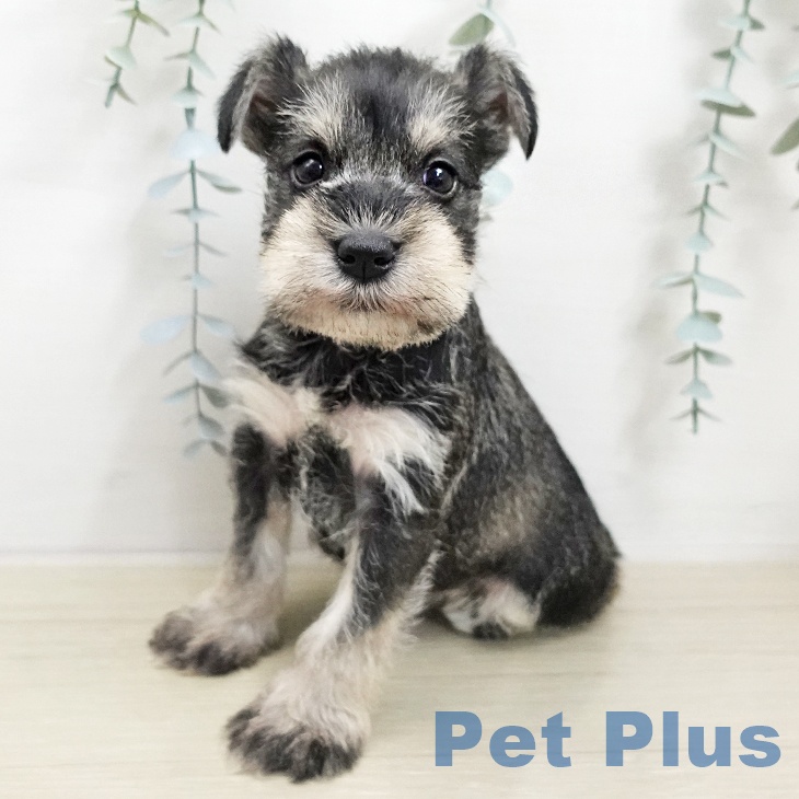 ミニチュア・シュナウザー