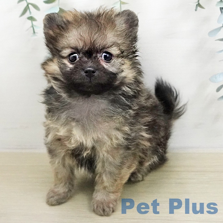 神奈川県のポメラニアン (ペットプラス 武蔵小杉店/2026年1月7日生まれ/女の子/ウルフセーブル)の子犬の1枚目の画像