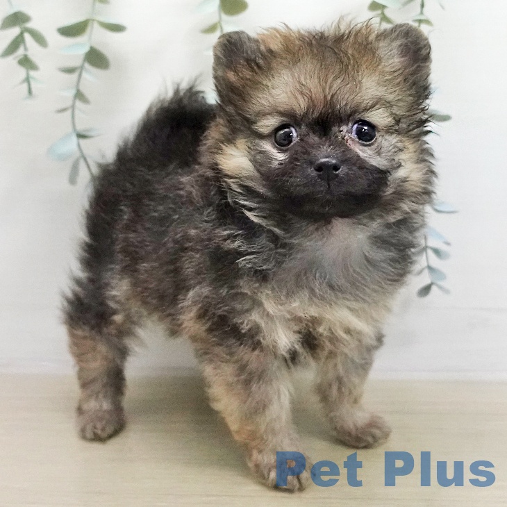 神奈川県のポメラニアン (ペットプラス 武蔵小杉店/2026年1月7日生まれ/女の子/ウルフセーブル)の子犬の2枚目の画像