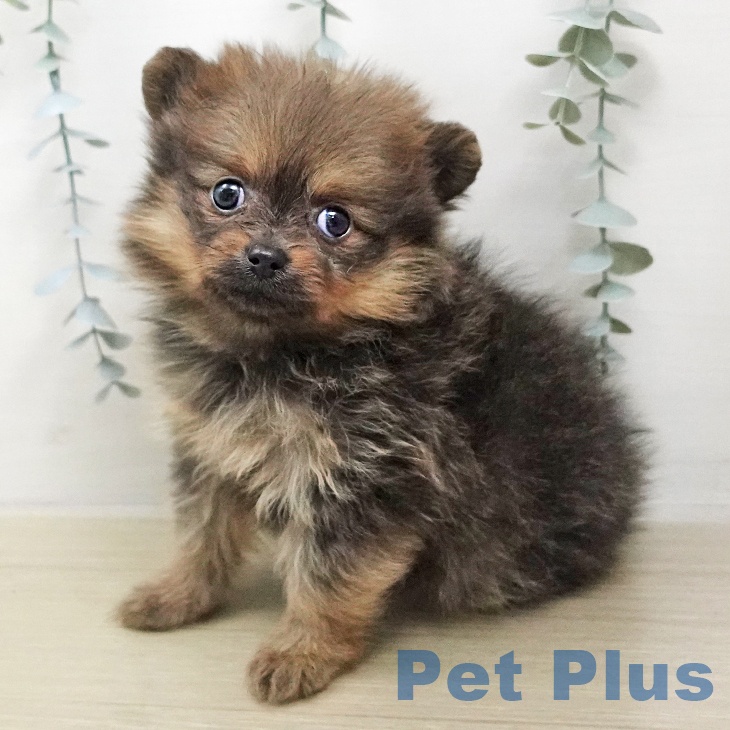 神奈川県のポメラニアン (ペットプラス 天王町店/2026年1月7日生まれ/女の子/ウルフセーブル)の子犬の1枚目の画像