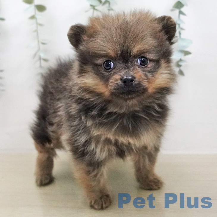 神奈川県のポメラニアン (ペットプラス 天王町店/2026年1月7日生まれ/女の子/ウルフセーブル)の子犬の2枚目の画像