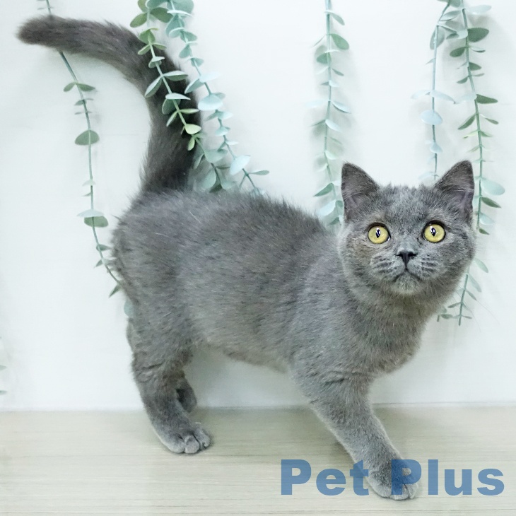 埼玉県のブリティッシュショートヘアー (ペッツワン 浦和美園店/2025年12月3日生まれ/男の子/ブルー)の子猫の1枚目の画像