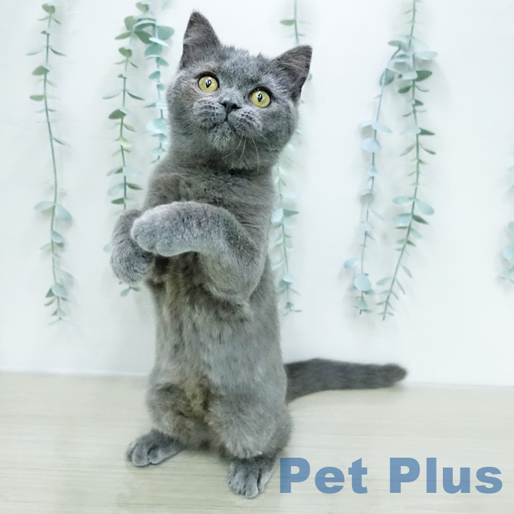 埼玉県のブリティッシュショートヘアー (ペッツワン 浦和美園店/2025年12月3日生まれ/男の子/ブルー)の子猫の2枚目の画像