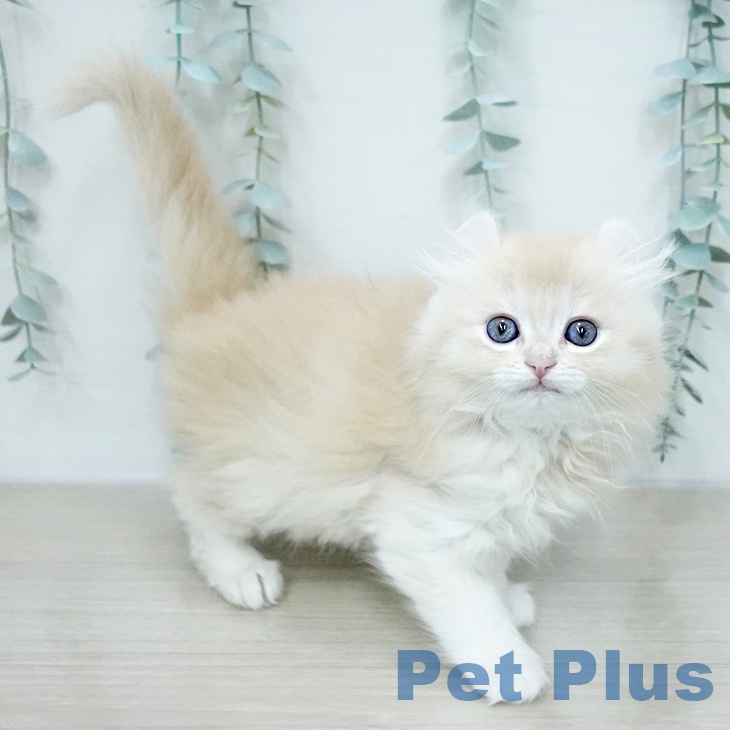 アメリカンカール