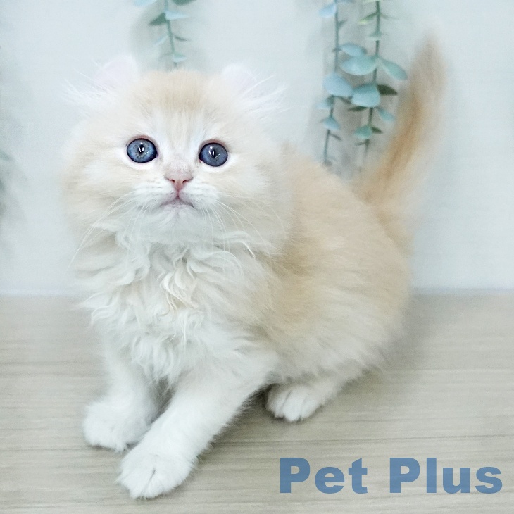 アメリカンカールの写真2