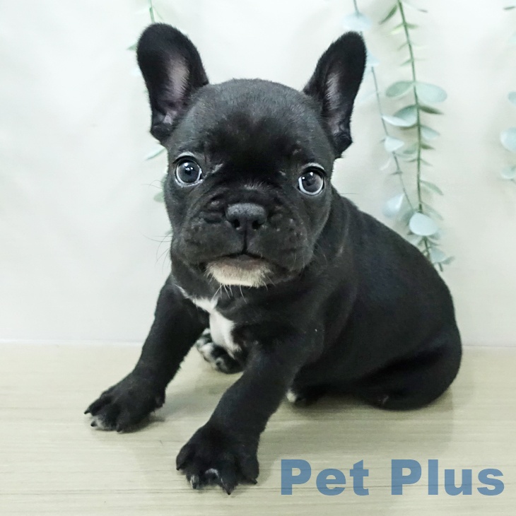 フレンチ・ブルドッグの写真2