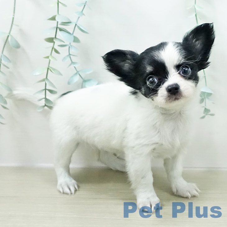 埼玉県のチワワ(ロング) (ペットプラス イオンモール春日部店/2025年12月29日生まれ/女の子/ホワイトブラックタン)の子犬の1枚目の画像