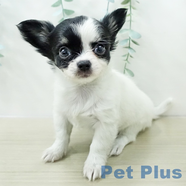 埼玉県のチワワ(ロング) (ペットプラス イオンモール春日部店/2025年12月29日生まれ/女の子/ホワイトブラックタン)の子犬の2枚目の画像