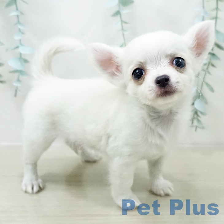 埼玉県のチワワ(ロング) (ペットプラス 上尾店/2026年1月5日生まれ/男の子/クリームホワイト)の子犬の1枚目の画像