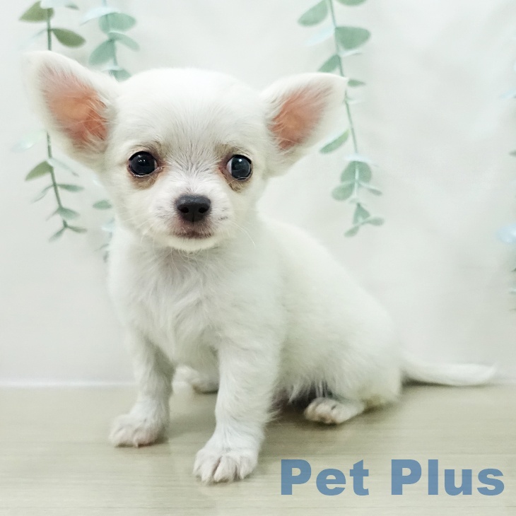 埼玉県のチワワ(ロング) (ペットプラス 上尾店/2026年1月5日生まれ/男の子/クリームホワイト)の子犬の2枚目の画像