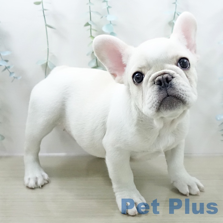 フレンチ・ブルドッグ