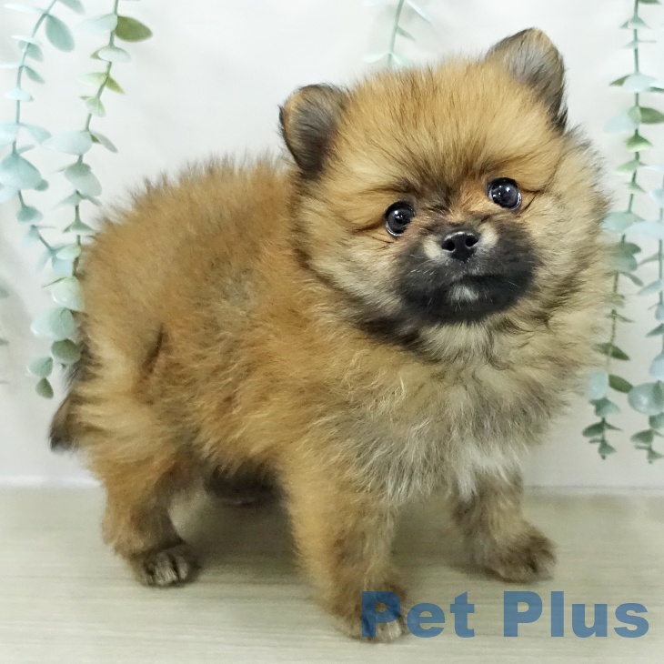 東京都のポメラニアン (ペットプラス 立川高島屋S.C.店/2026年1月12日生まれ/男の子/オレンジ)の子犬の1枚目の画像