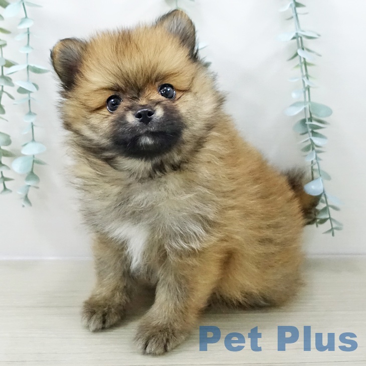 東京都のポメラニアン (ペットプラス 立川高島屋S.C.店/2026年1月12日生まれ/男の子/オレンジ)の子犬の2枚目の画像